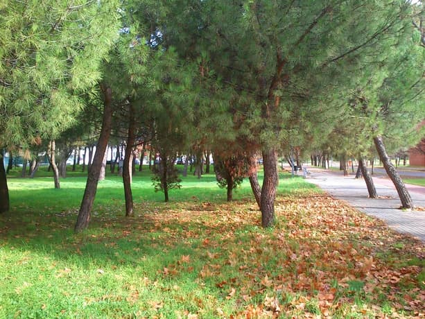 Universitaria Giner De Los Ríos - Hostel